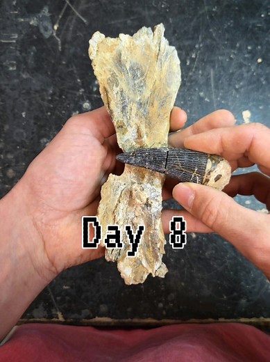 Kronosaurus Bite Mark Discovery in Queensland