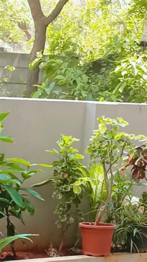 #telugu #emotional #entertainment #inspiration #women #song #love #trending #viral #india #telangana