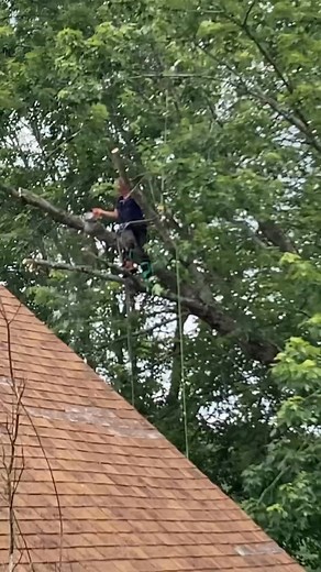 Enjoy life treework treeworker treeworklife treeservice chainsaw fyp-001 | KD Climber