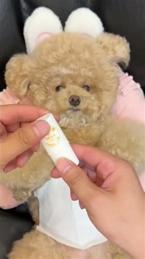 Adorable Poodle Enjoys the Ultimate Spa Day – Grooming, Bathing & Relaxation
