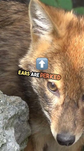 what the signs of fox attack?