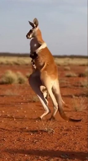 Kangaroo vs. Dingo: Battle in the Outback! 🦘🐕 #WildlifeWarriors #SurvivalShowdown