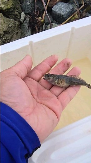 Catching Striper Bait Mud Suckers #fishing #fishingvideo #fishinglife #fishingtips