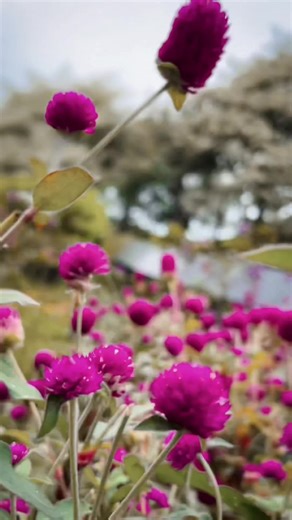 Creative Smartphone Photography Tips: Cinematic Flower Field Video 🌸