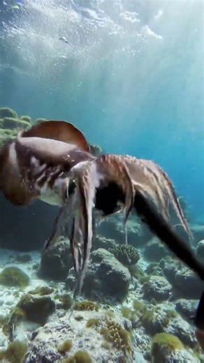 “HOW DO SQUID SHOOT INK?” #shorts #diy #funny #memes