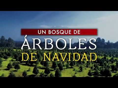 El bosque de árboles de Navidad en Amecameca