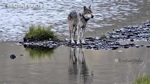 Wildlife enthusiasts mourn the loss of Yellowstone’s oldest wolf