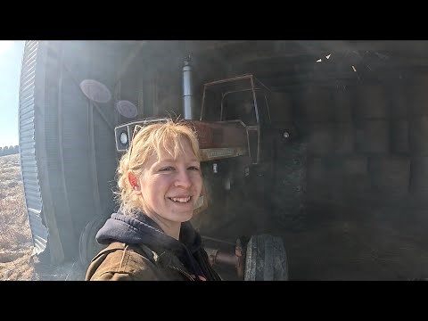 International 1066 cold start and morning milking on our dairy farm…🚜🐄