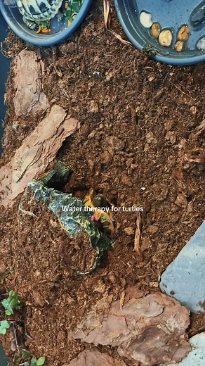 #watertherapy #turtles #reptilesoftiktok #love #animals #austria #savetheturles #babyturtle #family #ü#petveterinerklinik #fyp #fy #viral #foryou #foryoupage