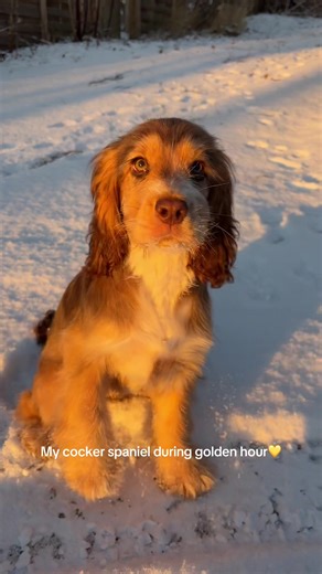 Cocker Spaniel Puppy Moments at Golden Hour