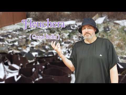 Grower Reveals: My Exact Method for Starting Heuchera From Seed