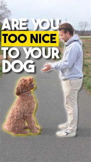 Want to learn how to create boundaries and improve your communication with your dog? Comment ‘BOUNDARIES’ and I’ll DM you the link to get your copy of my Board & Train Handbook. I just released 100 more copies of this handbook that covers every step of my $15,000 board & train. #dogtraining #balancedtraining #dogsofinstagram | Ethan Steinberg Dog Trainer