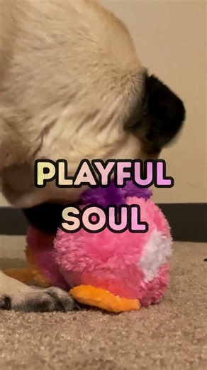 What Type of Pet Do You Have? 🐾