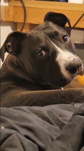 Shell Row of Bag-O-Day Crochet's Shawl from 3 months ago!