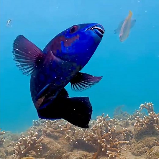 Coral City Camera | Midnight Parrotfish Hello | 5.3.25