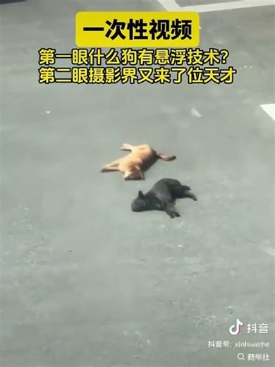 First glance:What kind of dog has levitation powers? Second glance:A genius in the photography world