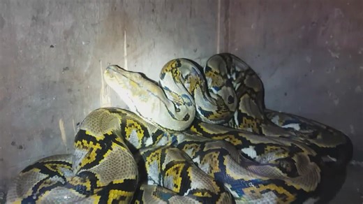 Witnessing enormous python strike during field rescue operation