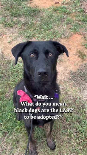 Last picked? Never heard of us.” 🐶🖤 Black dogs are full of love, energy, and personality — and yes, they’re often overlooked… which makes them the ultimate underdog. 🖤 Celebrate National Black Dog Day by meeting all our adoptable black dogs (and more!) and let’s make a dog’s day! HomeForGoodDogs.org | Adoptable in NJ #NationalBlackDogDay #AdoptDontShop #BlackDogLove #HomeForGoodDogs #AdoptInNJ #AdoptBlackDogs #RescueDogsOfInstagram #MakeADogsDay #RescueDogLove | Home for Good Dog Rescue