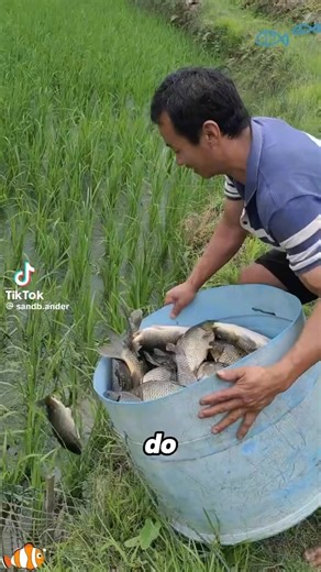 China (and other parts of Asia, like Japan and Vietnam) have used fish-rice co-cultivation for thousands of years. It’s a traditional and very clever form of sustainable farming called rice–fish culture. Here’s how it works and why it’s done: 🌾 1. The Rice Benefits • The fish waste acts as natural fertilizer, enriching the water with nitrogen and other nutrients the rice plants need. • The fish stir the soil as they swim, which increases oxygen and reduces pests like mosquito larvae and certain