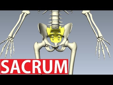 Sacrum Anatomy - Pelvic Anatomy