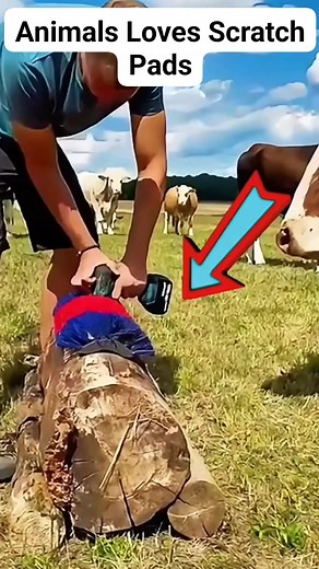 Animals Loves Scratch Pads! #shyshyeisha #scratchpad #animals | Eisha Ciano