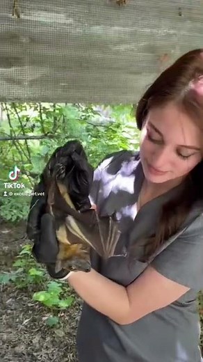 Fruit bat likes to be pet