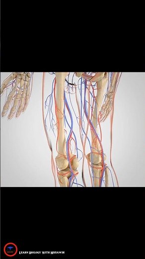 Intermittent Claudication Treatment _ 3D video