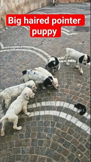 training a pointer hunting dog. #pointerdog #wildlife #tranding #nature #huntingdog #shorts #puppy