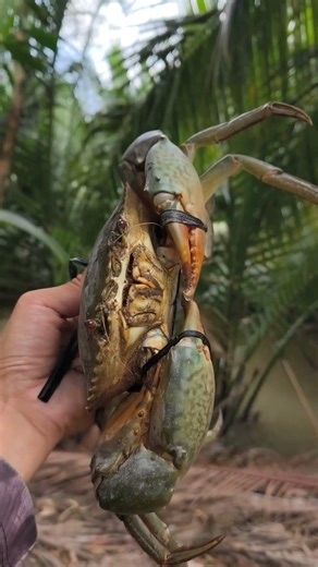 Câu của biển thiên nhiên được con cua quá to