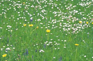 Landscaping Ideas After Removing a Swimming Pool