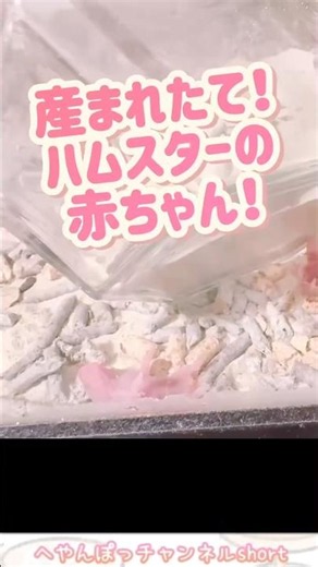ハムスターの赤ちゃん産まれました！🎉✨#ハムスター #ハムスターの赤ちゃん #へやんぽっチャンネル