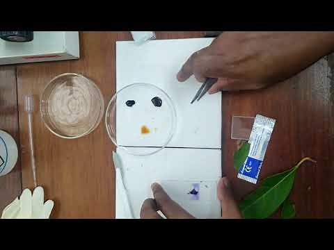 Cellular Biology: Transverse Section of Lower Leaf Epidermis Slide Prep