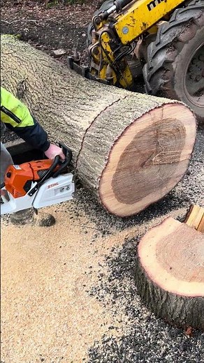 Worlds most powerful Chainsaw the Stihl MS881 cutting some Oak ‪@Stihl‬ ‪@ForestryKid‬ #stihlchainsaws