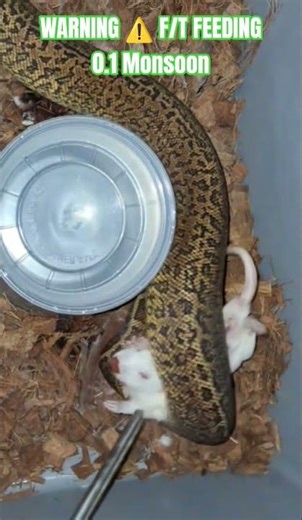 WARNING ⚠️ F/T FEEDING #warning #feed #feeding #feedshort #feedshorts #ballpython #morphs #shorts