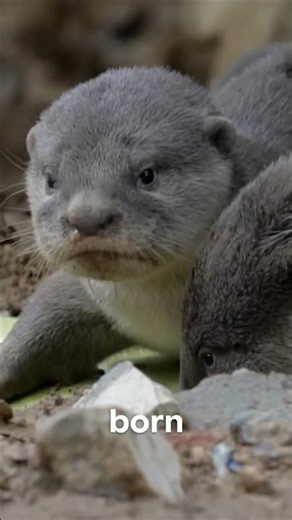 Why Baby Otters Can't Swim at First 🦦