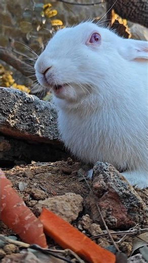 Cuteness of all time | cute rabbit | BunnyVibe #rabbit