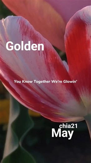 鮮やかにいこう！〜GWにGolden〜#歌詞動画#Golden#名曲#圧巻#存在感#kpopgirls#ejae#かっこいい曲#チューリップ#アンブレラ#ルピナス#カラフル#gw#春#いつもありがとう