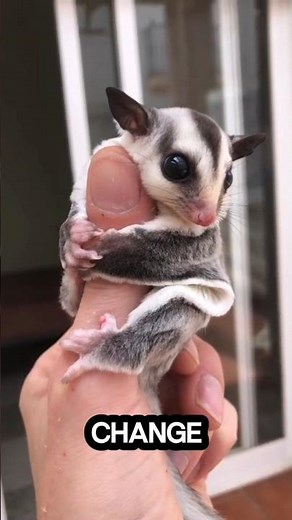 Flying Squirrels: Nature’s Night Ninjas 🐿️ #shorts