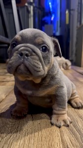 He just likes yapping 🐶😂 #puppy #dog #dogsofinstagram #puppylove #dogs #dogs #dogsofinstagram #dog #puppy #dogstagram #puppiesofinstagram #puppies #puppygram #puppylife #puppyeyes #doglover #doglife #doglovers #instadog #doggo | The Bully Village