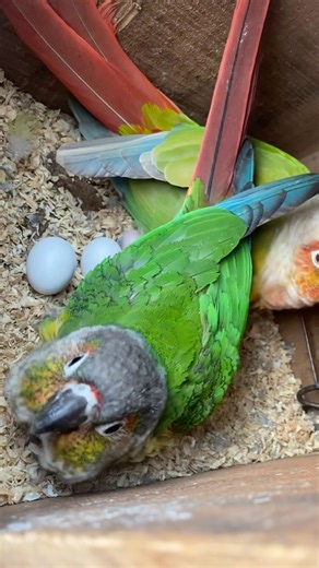 MashAllah Chicks Hatching #birds #lovebirds #parrot #support #baby #cute #family #conure#million