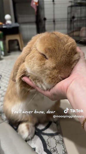My Only Sunshine: Adorable Rabbit Moments