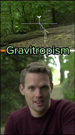 Gravitropism: how plants respond to gravity#plants #biology #science #gravitropism