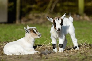 Six animaux au comportement insolite