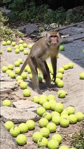 Monkey eating apple funny video