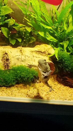 Good morning "Psycho" 🐸 Lepidobatrachus laevis (Budgett's frog) #aquariumdietzenbach #oliverknott #okaqua #okisback #aquascape #aquarium #aquascaping #aquariumhobby #aquariumtank #aquariums #akvaryum #aquariumfish #instafish #tropicalfish #aquatic #aquaticlife #fishtank #fishkeeping #freshwaterfish #freshwater #aquaticplants #natureaquarium #plantedtank #frogs #paludarium #budgettsfrog #lepidobatrachus #laevis | Oliver Knott