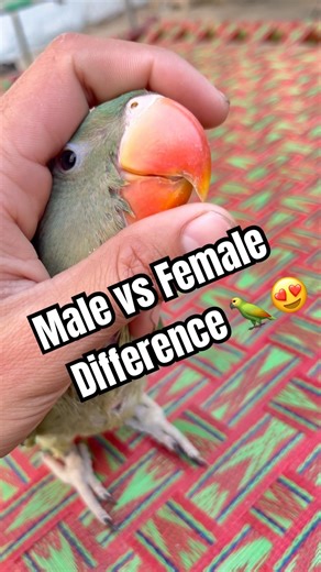 Male vs Female difference 🦜😍Alexander baby🦜 #AlexanderParrot #MaleVsFemale #PetBirds #ParrotFacts