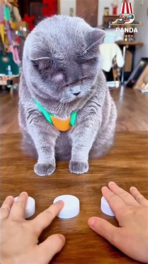 My cat has to use its brain to figure out which one has the food.😁😜 #cat #funny #pets