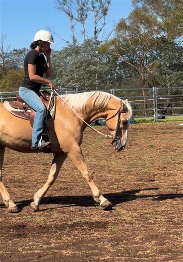 Ripper Team Sorting Cow Pony for Client