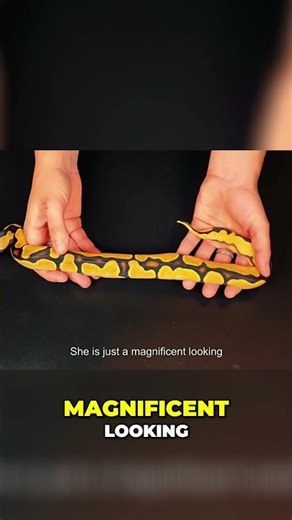 Stunning Snake See the Amazing Super OD Blade Calico's Details!