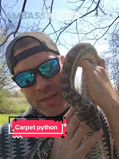 Does the Carpet match the drapes? 😂😅😅 www.reptile101.com to book #snake #Texas #birthday #education #reptile